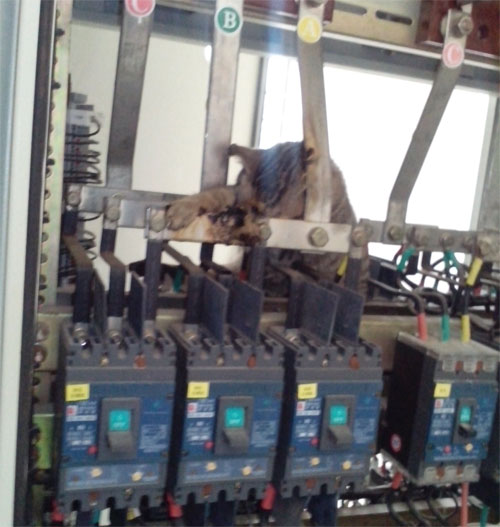 һֻ؈���l(f��)����늹������˼��